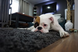 Woodlake Properties Apartment Rentals Tips for Dog Owners